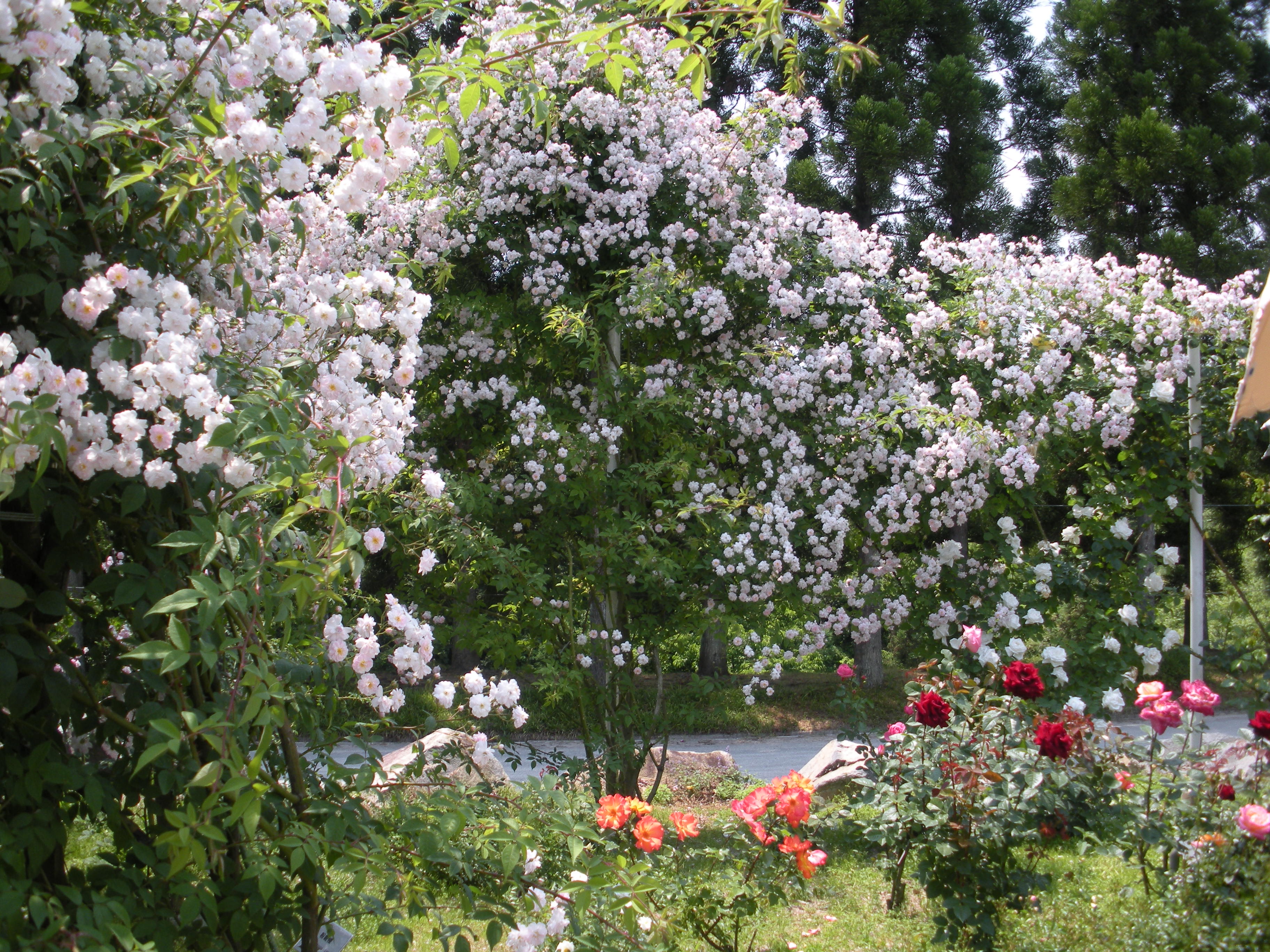 DSCN0279.JPG