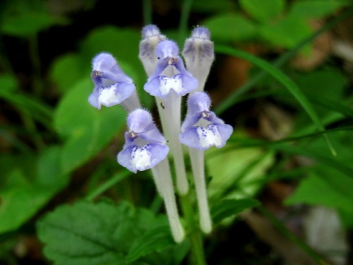 オカタツナミソウの花 ユキノシタの花 5月下旬の高尾山 21年5月26日撮影 しろうと自然科学者の自然観察日記 楽天ブログ