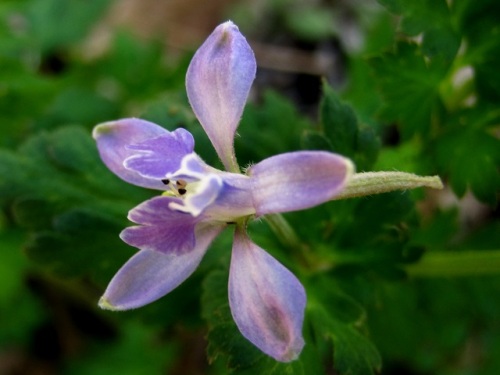 帰化植物のセリバヒエンソウの花 花の後に3つに分かれた袋状の実ができ 熟すと黒い種子を弾き飛ばして広がっていきます 昭和記念公園での自然観察 その5 しろうと自然科学者の自然観察日記 楽天ブログ