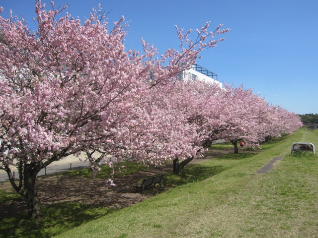 思川桜２.jpg