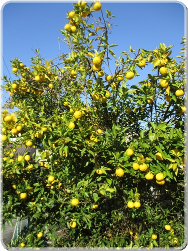 2371柚子_2371.jpg