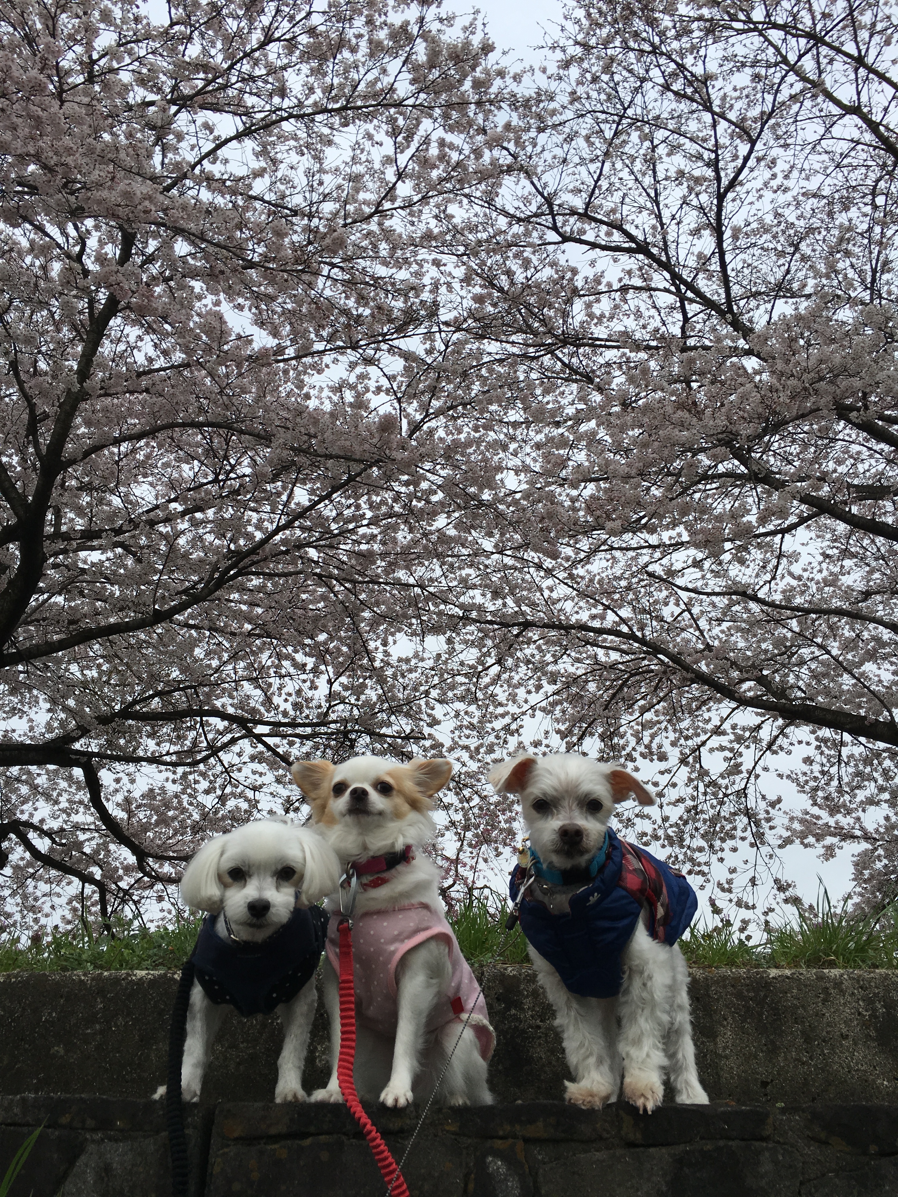 201604052056_6949_iphone.jpg