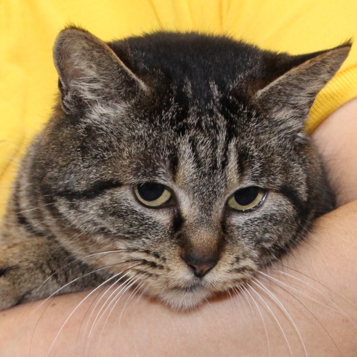 家族紹介用画像フォルダ