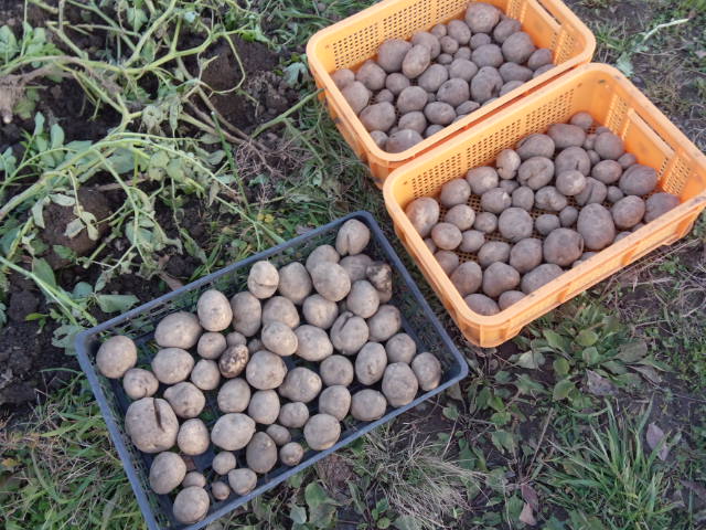06秋ジャガイモの収穫は3ケース