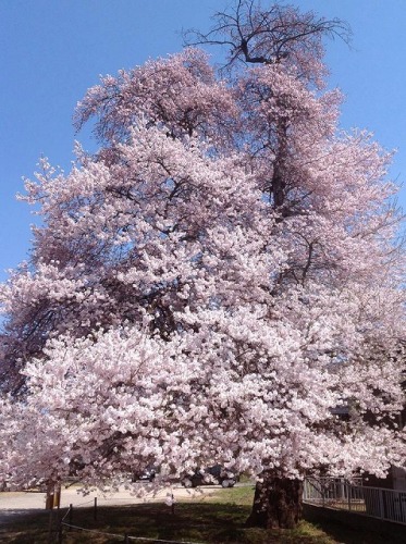 s-saihara桜　全体.jpg