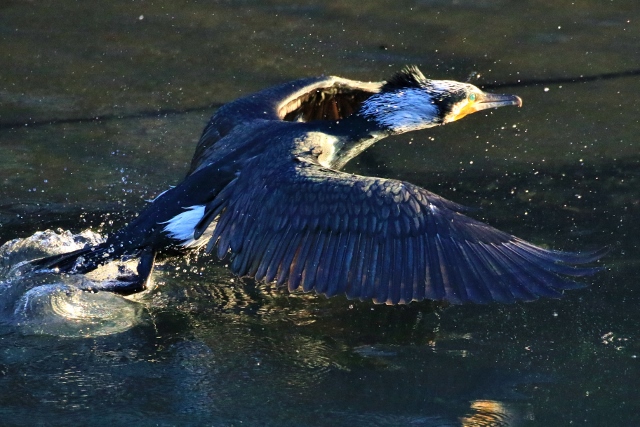 P95A4938 (640x427).jpg