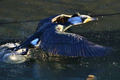 P95A4938 (640x427).jpg