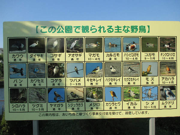鳥.JPG