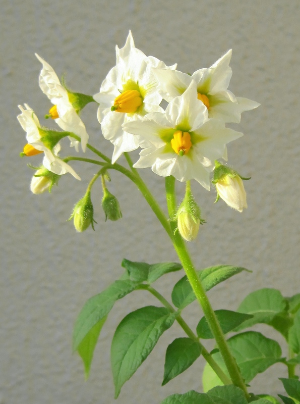 じゃがいもの花.jpg