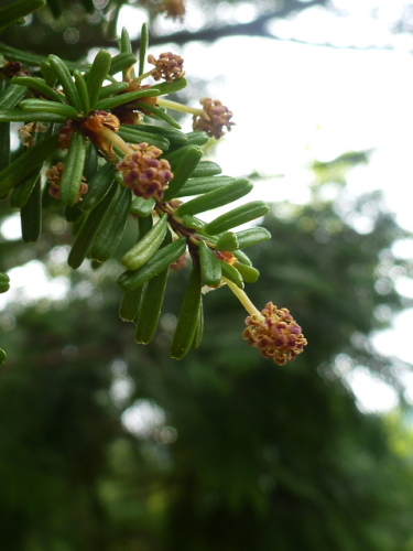 木の花201306302.jpg