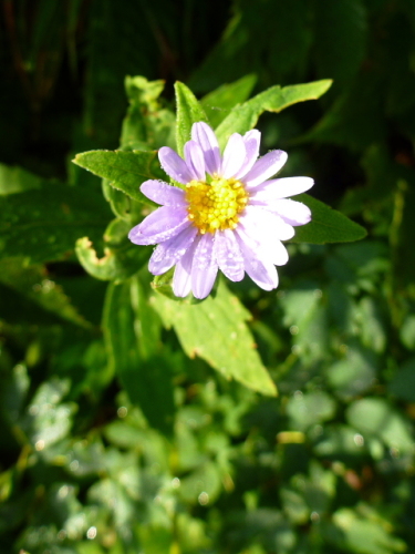 谷川馬蹄形縦走で見た花12.jpg