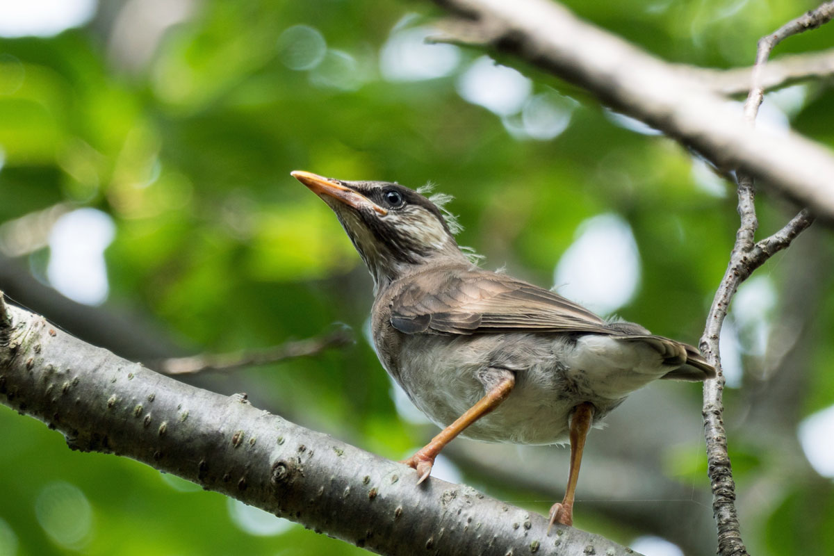 ムクドリの幼鳥 花鳥緑彩 楽天ブログ