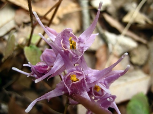 イカリソウの花 イカリソウの花言葉 旅立ち 人生の出発 は 船の碇を引き上げたような花の姿から船出をあらわすものだそうです 昭和記念公園での自然観察 その7 しろうと自然科学者の自然観察日記 楽天ブログ