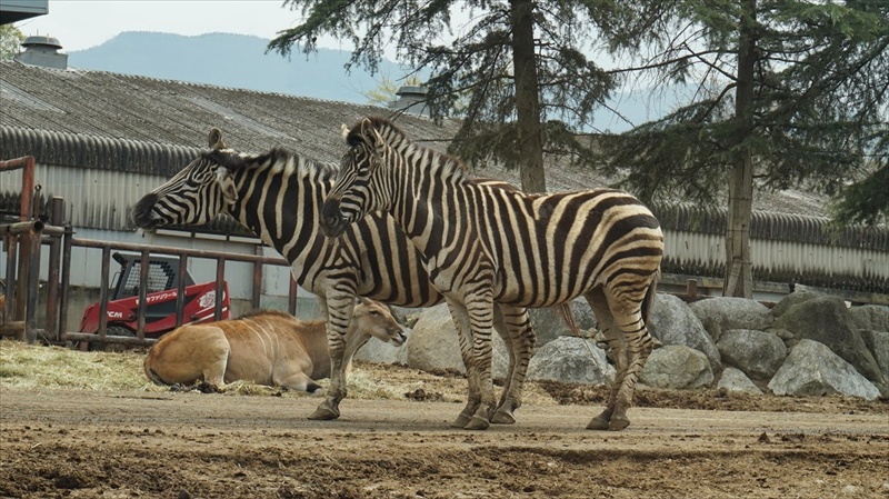 20150420 12273101.JPG