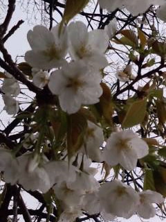 大島桜（雨の下）2015