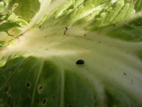 早植えのハクサイは害虫との戦い 特に黒くて小さい虫のダイコンサルハムシ 家庭菜園デザインノート 楽天ブログ