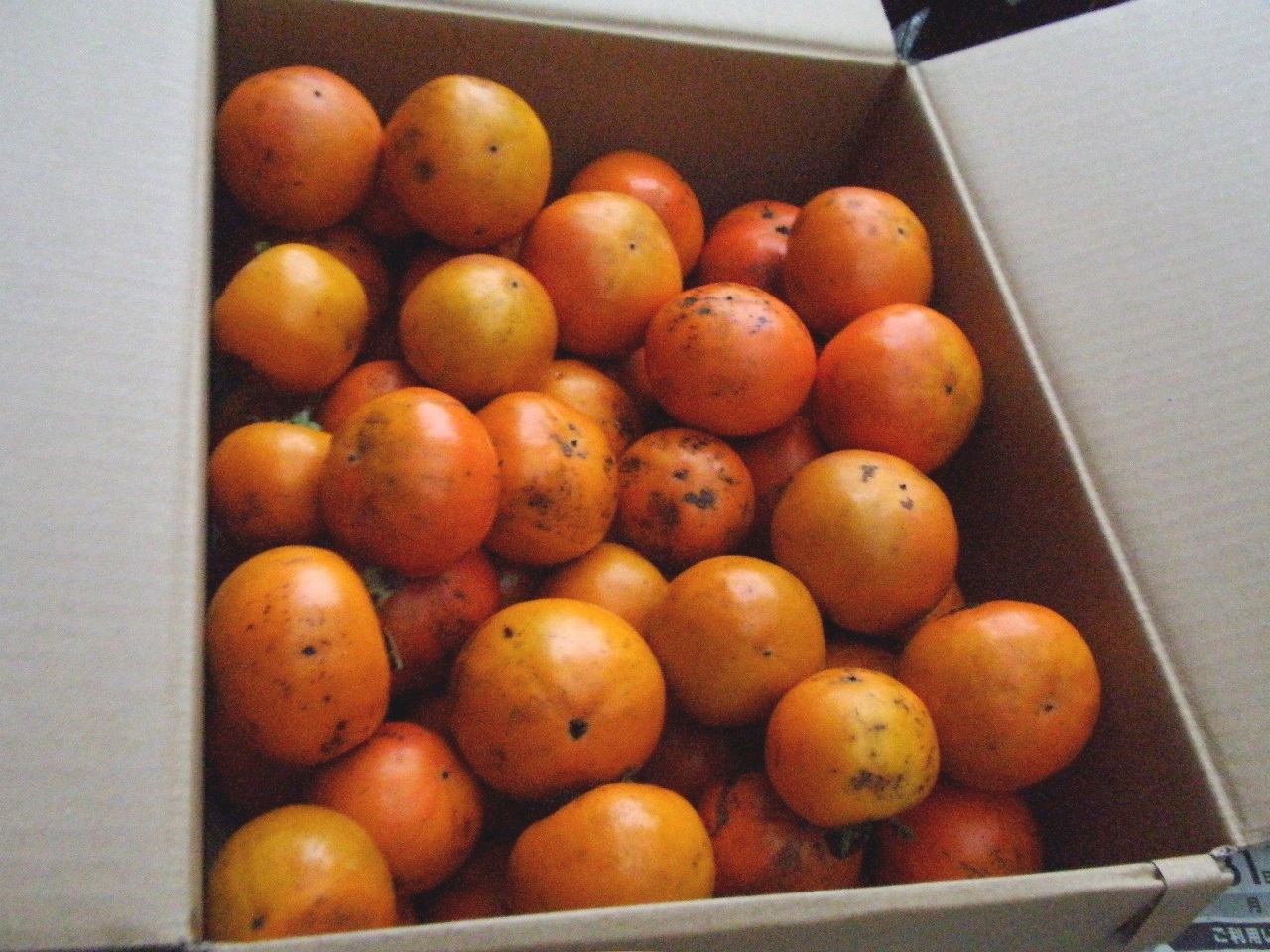 PA312444.JPG