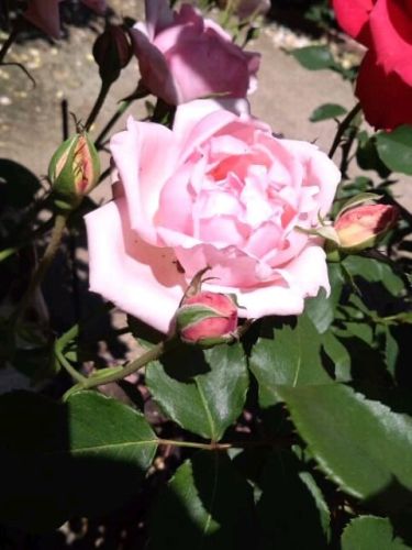 ピンクの薔薇と蕾2017
