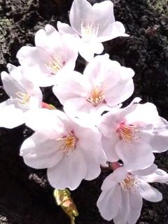幹に桜の花房2017