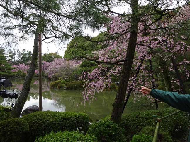 平安神宮 (20).JPG