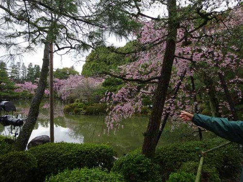 平安神宮 (20).JPG