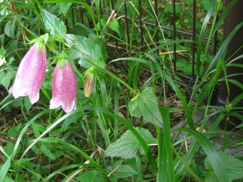 萼の裂片の間の付属片が上にそり返っているホタルブクロの花 随時掲載 6月の玉川上水緑道 しろうと自然科学者の自然観察日記 楽天ブログ