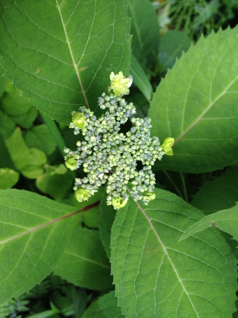 IMG_8949 (480x640).jpg