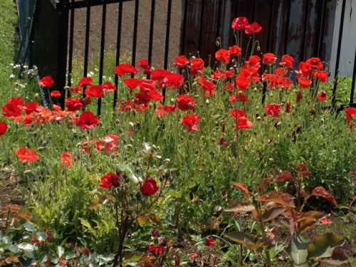 IMG_9072 (640x480).jpg