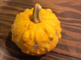 真っ黄色カボチャ2015