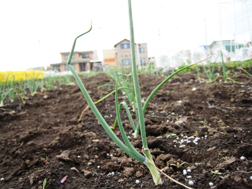 2008.6.8 タマネギ　その１.JPG