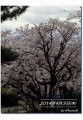 三重の桜４月４日.jpg