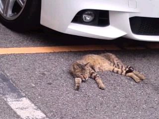 こんなところで寝ていたら…2016