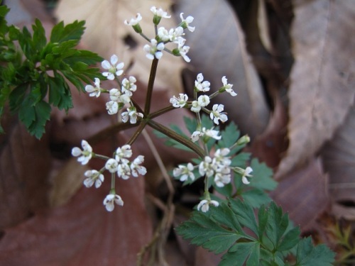 3ミリほどの小さな5弁花セントウソウの花 3月初めの昭和記念公園での自然観察 その3 しろうと自然科学者の自然観察日記 楽天ブログ