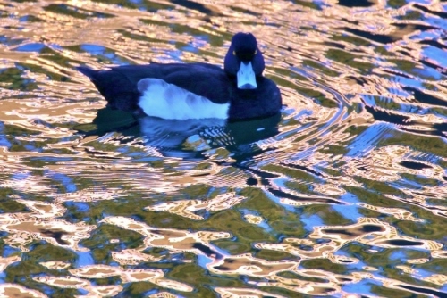 P95A5186 (640x427).jpg