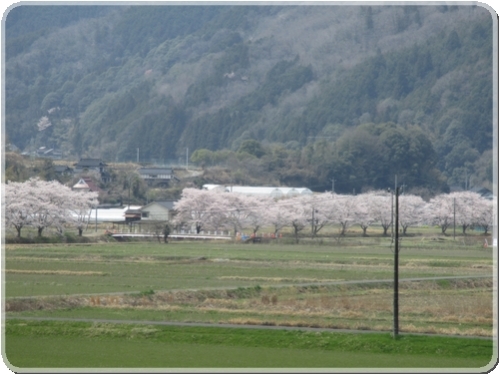 2723川土手の桜並木_2723.jpg