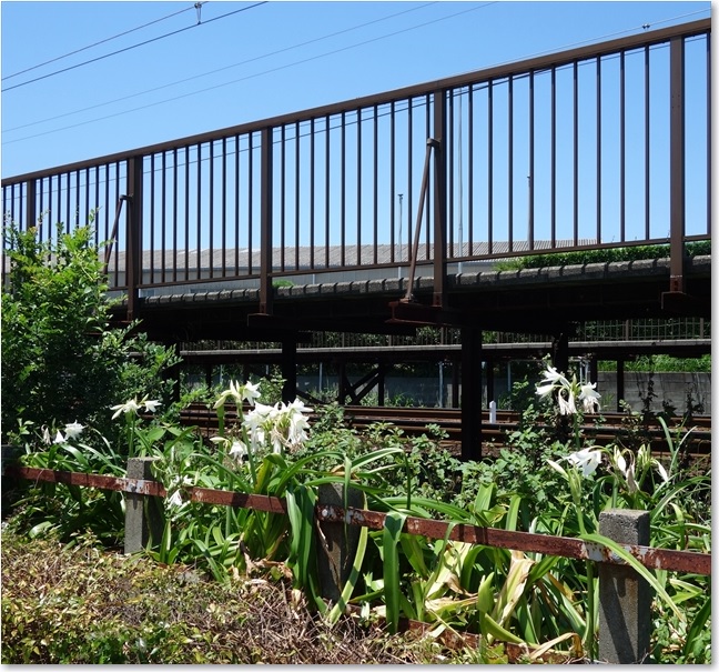 39線路沿いの花