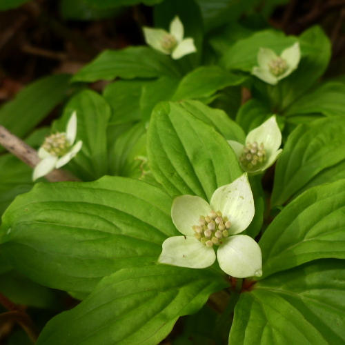 田代山の花820140524.jpg