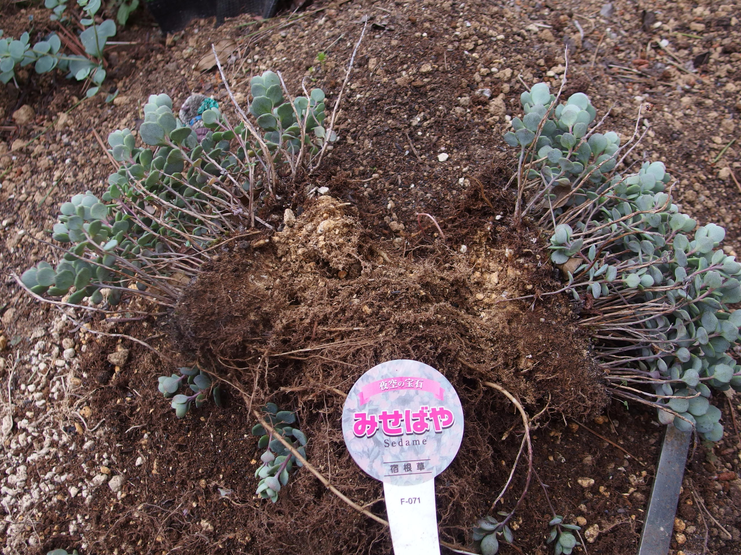 2015-06-05 15.52.32.jpg