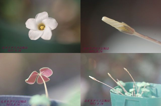2012.9.28-6.jpg