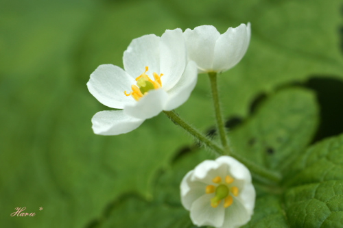 0616岩手山花５.jpg