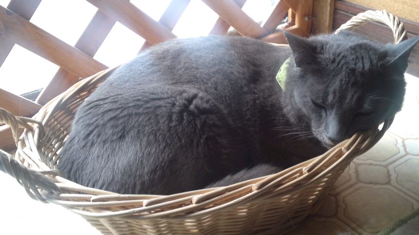 かご猫ジョニー　6・14・2012.jpg