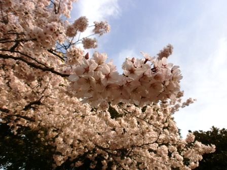 満開の桜６.jpg