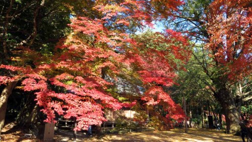 富貴寺 (7).JPG