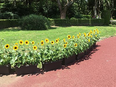 京都府立植物園ﾋﾏﾜﾘ.jpg