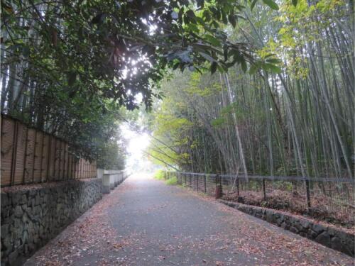 嵐山 竹林 (3).jpg