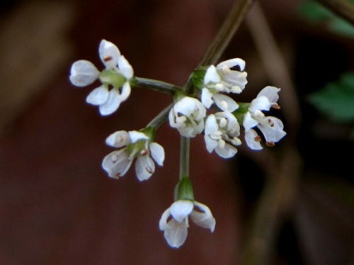 3ミリほどの小さな5弁花セントウソウの花 3月初めの昭和記念公園での自然観察 その3 しろうと自然科学者の自然観察日記 楽天ブログ