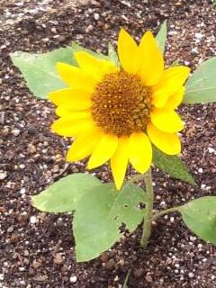 超ミニチュア向日葵2017