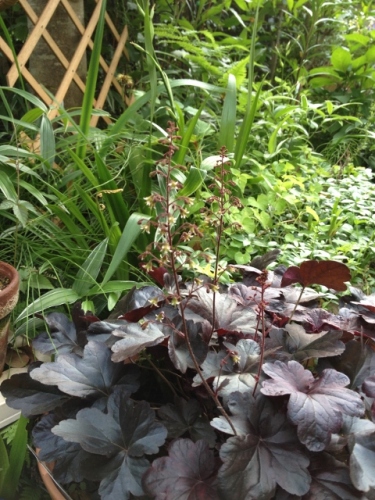 IMG_8953 (480x640).jpg