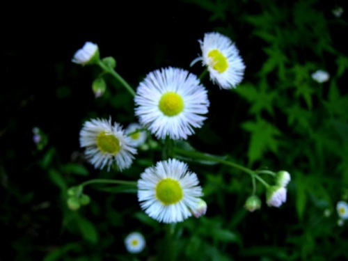 葉の形を比較すると簡単にヒメジョオンと見分けられるハルジオンの花 5月末の静岡県富士宮市 田貫湖周辺での自然観察 その15 しろうと自然科学者の自然観察日記 楽天ブログ