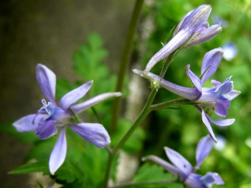 セリバヒエンソウの花 晩春 4月下旬 5月初め の高尾山での自然観察 その13 しろうと自然科学者の自然観察日記 楽天ブログ